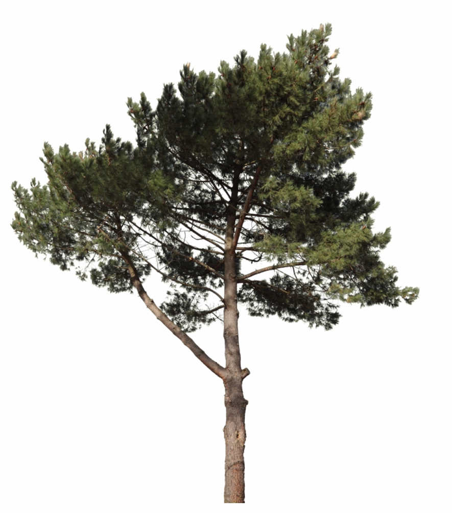 0402c9bt-755e-885x1003.png