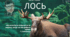 Презентація  " Є. Гуцало "Лось" 5 клас НУШ