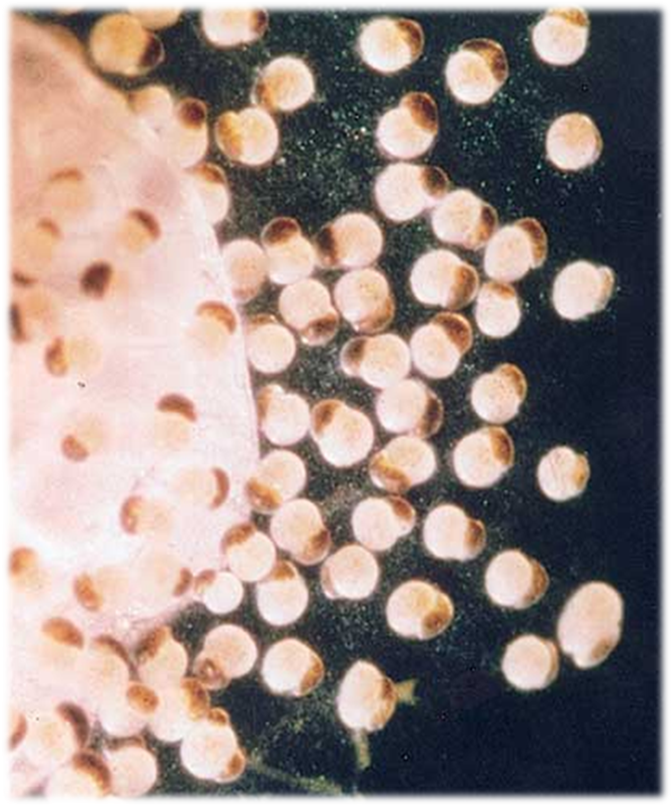 0402cayh-fac2-672x806.png