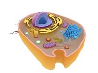 Animal Cell 3D model | CGTrader