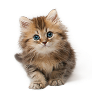 0402cgey-615a-200x200.png