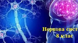 Нервова система - 8 клас