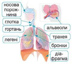 Дихання та обмін газів