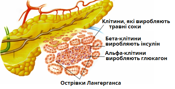 підшлункова2.png