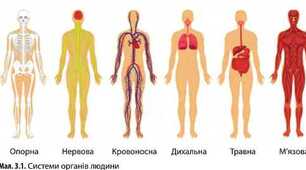 Опора і рух. Нервова система. Сенсорні системи