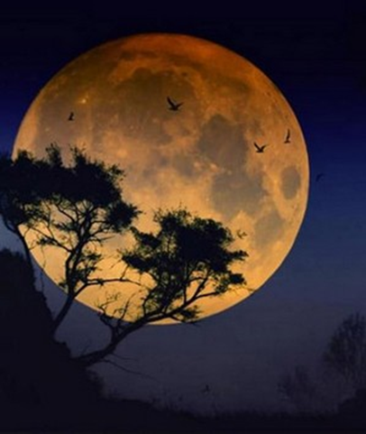 0402cnho-f810-406x481.png