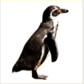 0402ct4c-b222-84x84.png