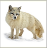 0402ct4l-7945-95x98.png
