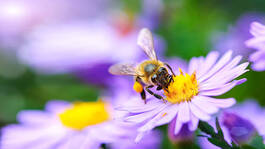 0402cx70-69d3-265x149.jpg