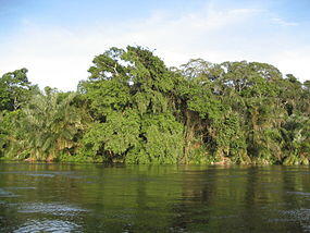 285px-Alima_-_Congo.JPG