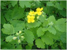 0402cysm-f241-265x198.png