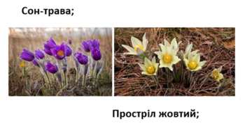 0402cysv-3c8c-350x184.png