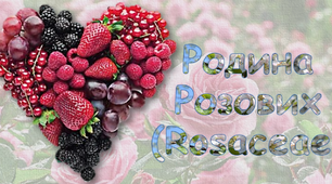 Презентація " Родина Розових (Rosaceae)"