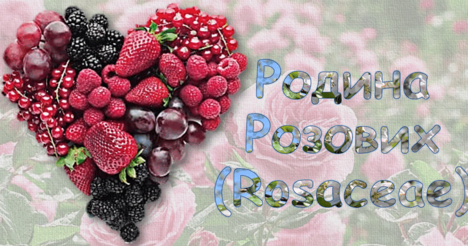 Презентація " Родина Розових (Rosaceae)" | Презентація. Біологія