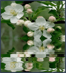 0402d32i-06bb-223x248.png