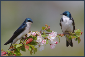 0402d32u-cc53-276x185.png