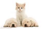 Pets: Kitten between sleepy Golden Retriever pups photo WP13564