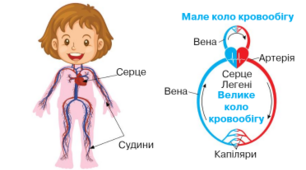 Людина