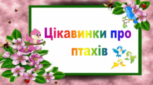 Міжнародний день птахів. Цікавинки