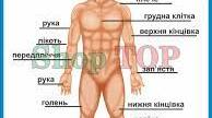 Анатомія системи травлення