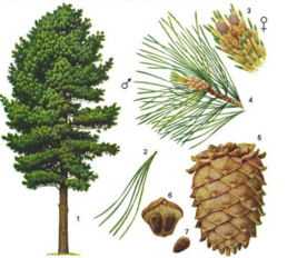 0402dp5z-02d6-258x232.png