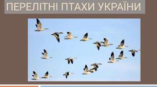 Презентація "Перелітні птахи України"