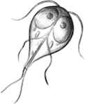0402dten-e738-141x173.png