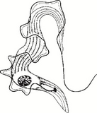 0402dtjo-fa84-137x160.png