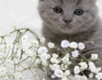 0402dtwk-e7d8-308x243.gif