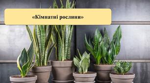 Презентація на тему: «Кімнатні рослини».