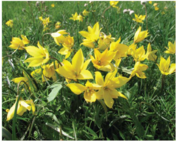 Червона книга України. Тюльпан скіфський Tulipa scythica Klokov et Zoz (~ T. biebersteiniana Schult.f. s.l.)