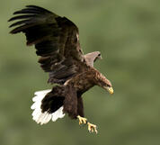 Орлан-білохвіст (Haliaeetus albicilla) :: Пернаті друзі, птахи України, орнітологія ::