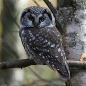 Сич волохатий (Aegolius funereus, мохноногий сыч) — Птахи України