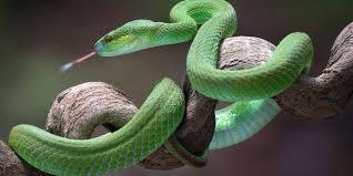 Dreaming About Snakes: 5 Causes and How to Interpret Them