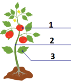 0402e5jm-e2e4-148x168.png