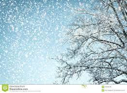 Winter Background Looking Up into a Tree in a Snowy Weather Stock Photo - Image of frost, december: 66399936