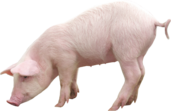 0402e90b-2196-171x111.png