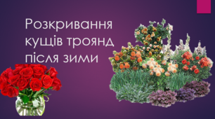 Розкривання кущів троянд після зими