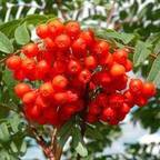 Насіння горобини звичайної - купити недорого / greenplants.com.ua