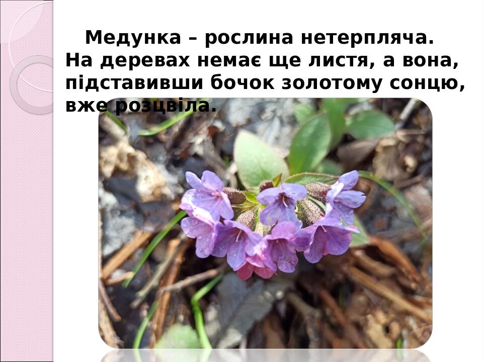 Медунка – рослина нетерпляча. На деревах немає ще листя, а вона, підставивши бочок золотому сонцю, вже розцвіла.