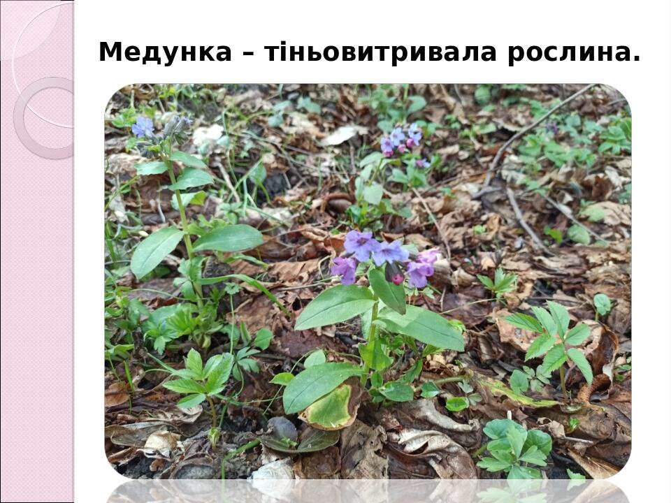 Медунка – тіньовитривала рослина.