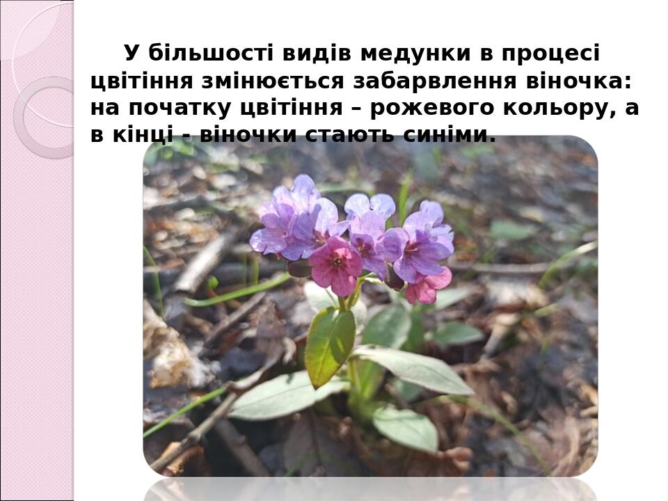 У більшості видів медунки в процесі цвітіння змінюється забарвлення віночка: на початку цвітіння – рожевого кольору, а в кінці - віночки стають син...
