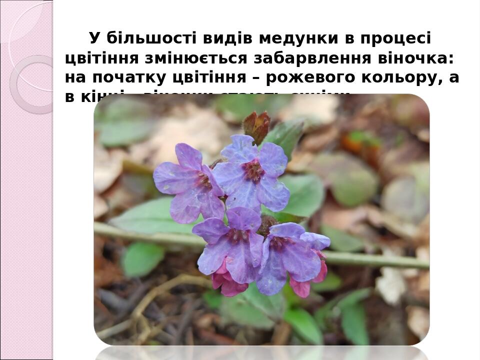 У більшості видів медунки в процесі цвітіння змінюється забарвлення віночка: на початку цвітіння – рожевого кольору, а в кінці - віночки стають син...