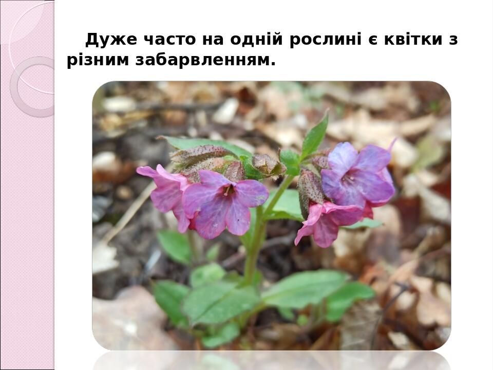 Дуже часто на одній рослині є квітки з різним забарвленням.
