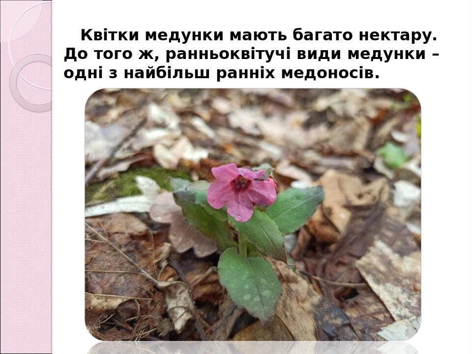 Квітки медунки мають багато нектару. До того ж, ранньоквітучі види медунки – одні з найбільш ранніх медоносів.