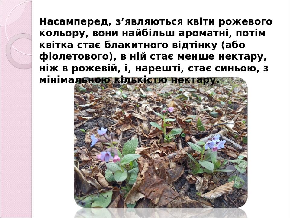 Насамперед, з’являються квіти рожевого кольору, вони найбільш ароматні, потім квітка стає блакитного відтінку (або фіолетового), в ній стає менше н...