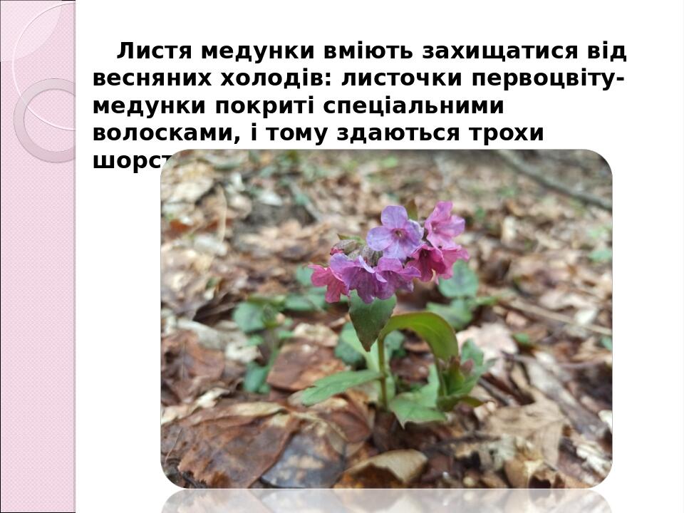 Листя медунки вміють захищатися від весняних холодів: листочки первоцвіту-медунки покриті спеціальними волосками, і тому здаються трохи шорсткими.
