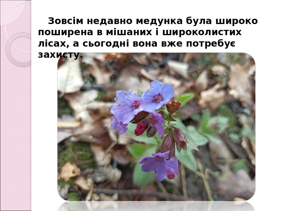 Зовсім недавно медунка була широко поширена в мішаних і широколистих лісах, а сьогодні вона вже потребує захисту.