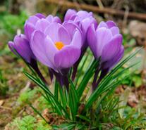 0402elr1-c77b-207x185.jpg
