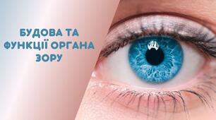 Зорова і слухова сенсорні системи